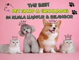 The Best Pet Shop and Grooming In Kuala Lumpur & Selangor picture