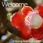 Jabatan Kebun Bunga Pulau Pinang business logo picture