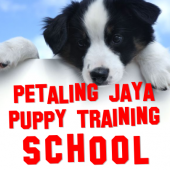 My Puppy Training business logo picture