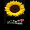 Sunflowers Balloon & Gift Picture