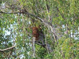 Maiden River Cruise to view Proboscis Monkeys in Semporna picture