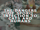 The Dangers Of Sporo Infection To Cats And Human