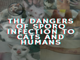 The Dangers Of Sporo Infection To Cats And Human picture