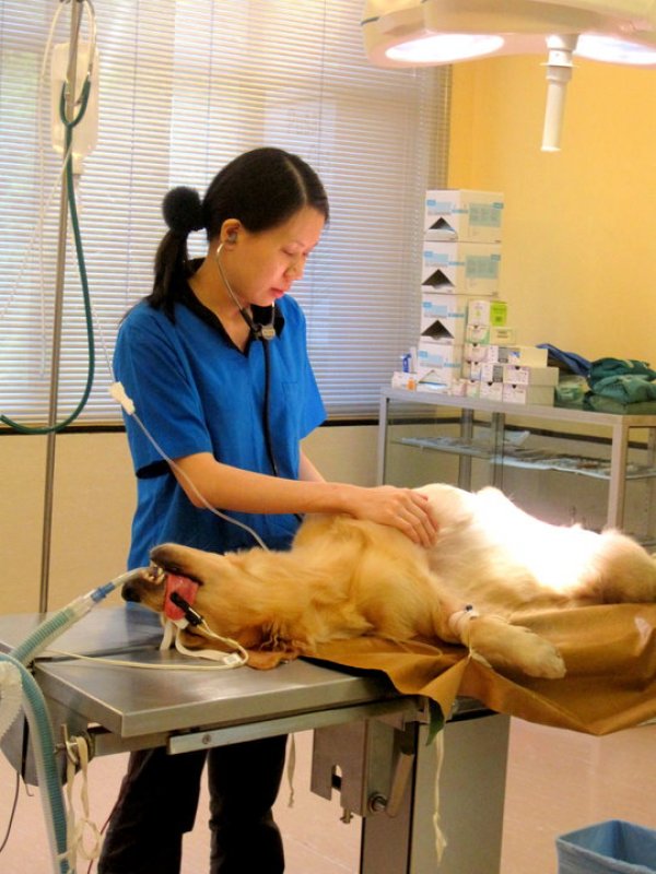 Gasing Veterinary Hospital, Veterinarian in Petaling Jaya