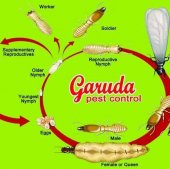 Garuda Pest Control business logo picture